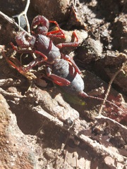 Mastigoproctus colombianus