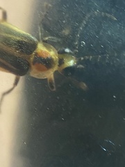 Photuris bethaniensis