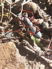 Mastigoproctus colombianus