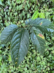 Passiflora arborea