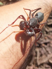 Mastigoproctus colombianus