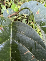 Passiflora arborea