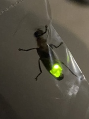 Photuris bethaniensis