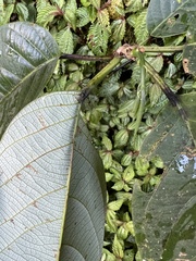 Passiflora arborea