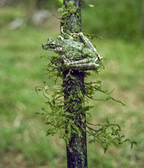 Canelos Treefrog photo 5