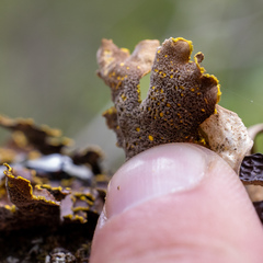 Pseudocyphellaria hawaiiensis