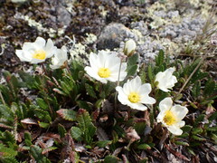 Dryas hookeriana