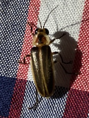 Photuris bethaniensis