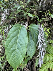 Passiflora arborea