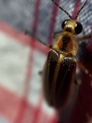 Photuris bethaniensis