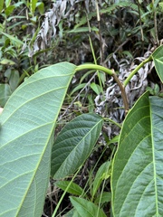 Passiflora arborea