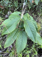 Passiflora arborea