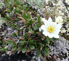 Dryas hookeriana