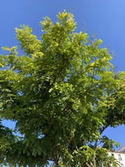 Paubrasilia echinata