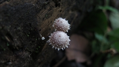Psathyrella echinata