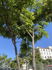 Paubrasilia echinata