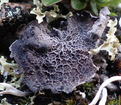 Umbilicaria krascheninnikovii
