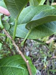 Passiflora arborea
