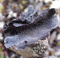 Umbilicaria krascheninnikovii
