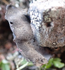 Umbilicaria krascheninnikovii