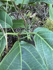 Passiflora arborea