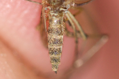 Aedes riparius