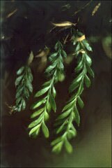 Tmesipteris ovata