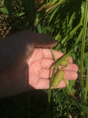 Carex typhina