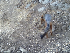 Lycalopex culpaeus culpaeus