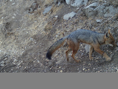 Lycalopex culpaeus culpaeus