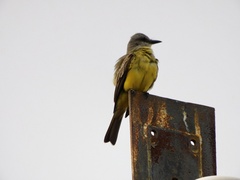 Tyrannus melancholicus