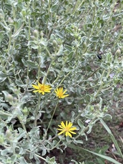 Heterotheca zionensis