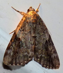 Catocala micronympha