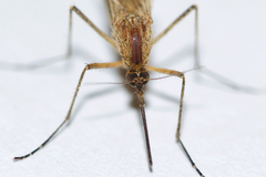 Aedes riparius