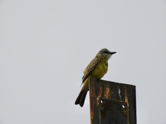 Tyrannus melancholicus