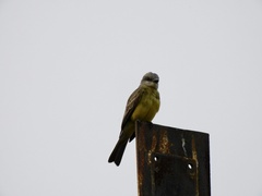 Tyrannus melancholicus