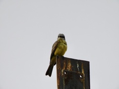 Tyrannus melancholicus