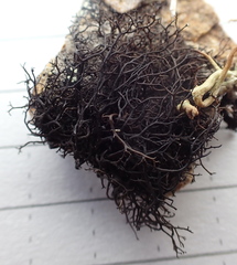 Pseudephebe pubescens