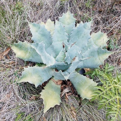 Agave seemanniana