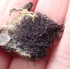 Pseudephebe pubescens