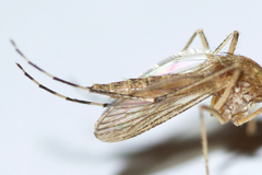 Aedes riparius
