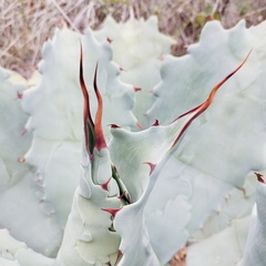 Agave seemanniana