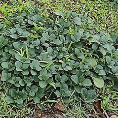 Strobilanthes kunthiana