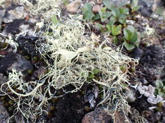 Alectoria ochroleuca