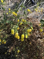 Calceolaria petioalaris