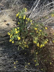 Calceolaria petioalaris
