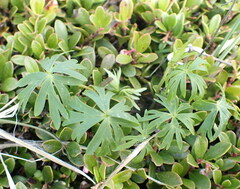 Aconitum delphiniifolium