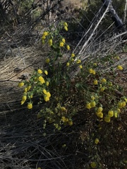 Calceolaria petioalaris