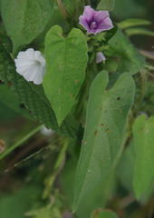 Ipomoea eriocarpa