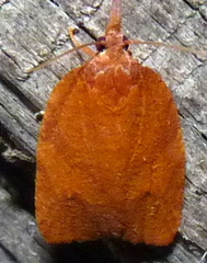 Cenopis directana